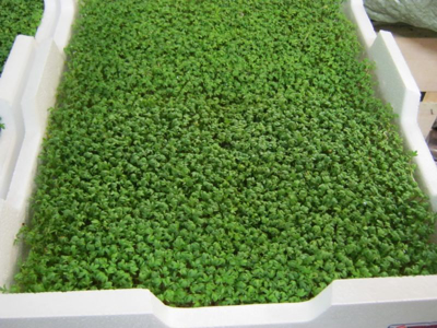 Karse uden låg 4 stk DK