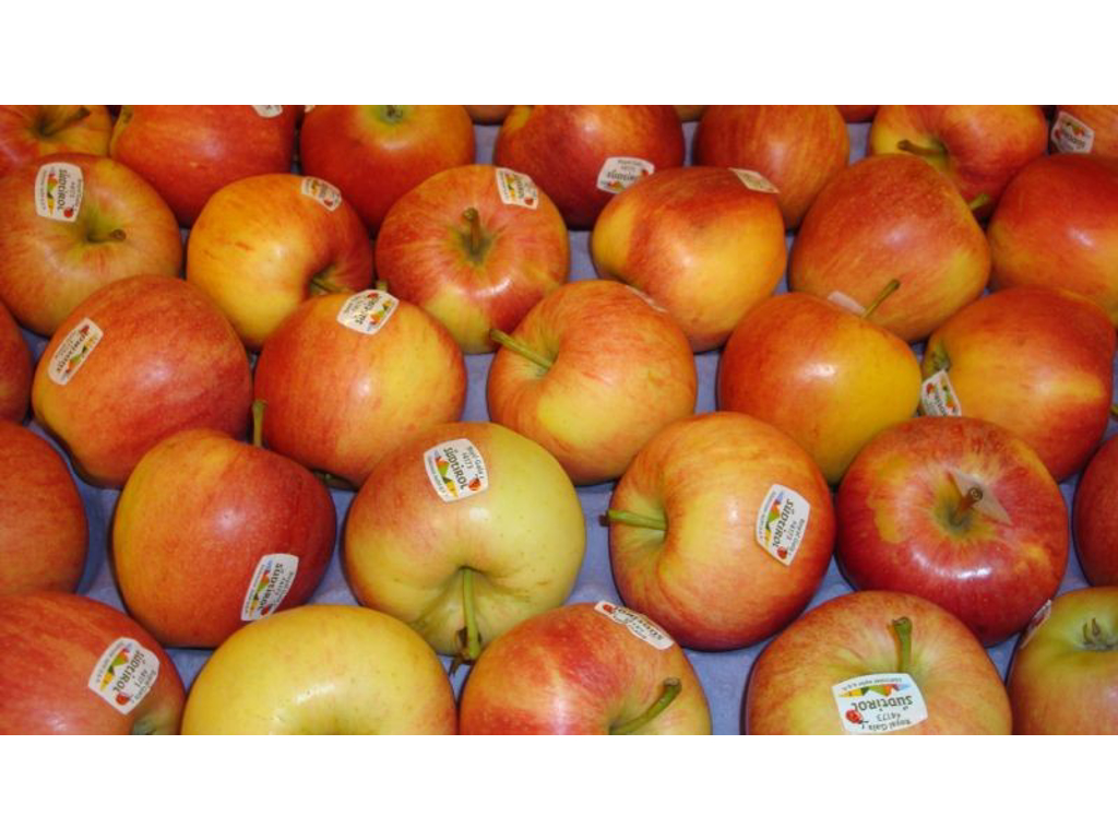 Æbler Pink lady Syd afrika