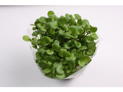 Brøndkarse kasse a 6 potter