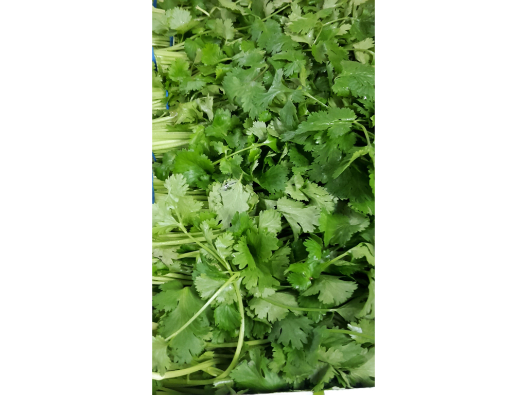 Koriander friske