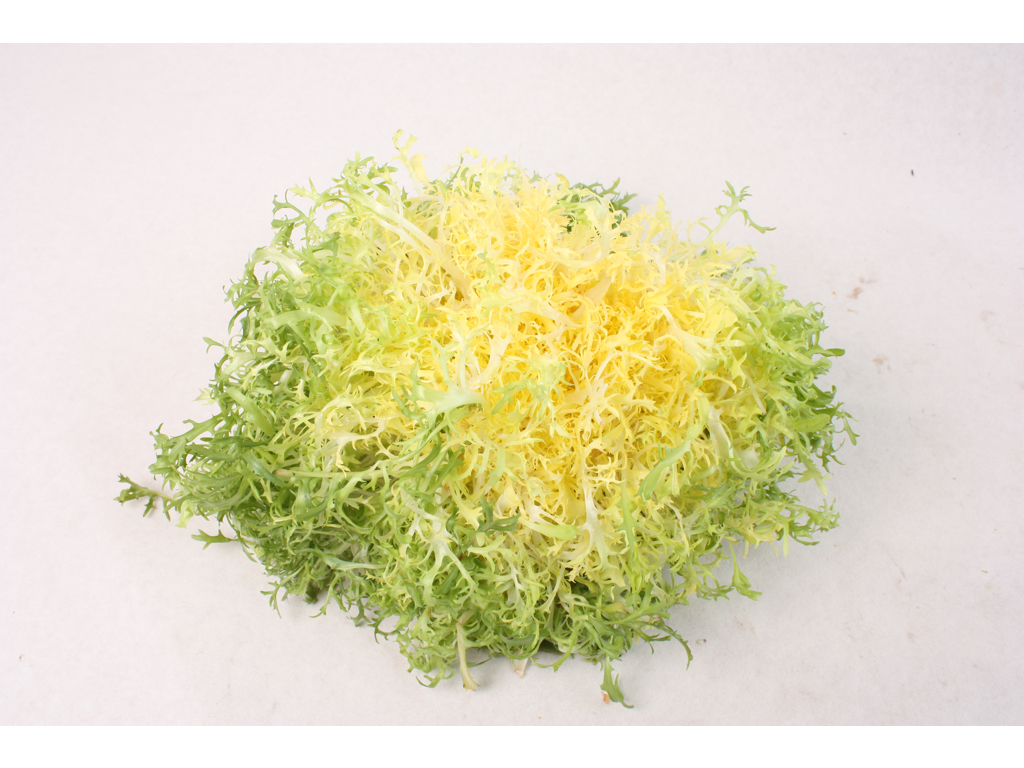 Salat frisee - gul