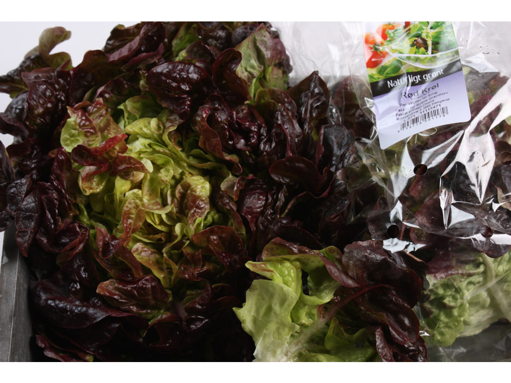 Salat Egeblad rød stk.