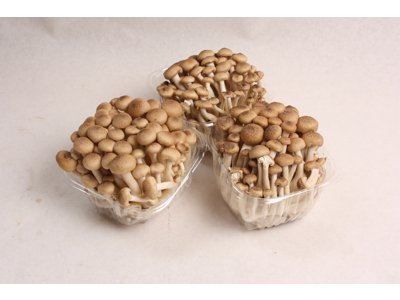 Bøgehatte Brune 20*150 gr = 3 Kg kasse