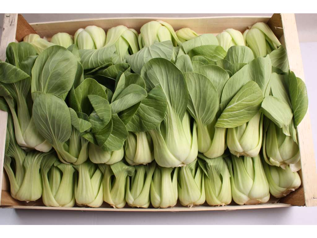 Salat Pak Choy ks a 6 ps a 2 stk 