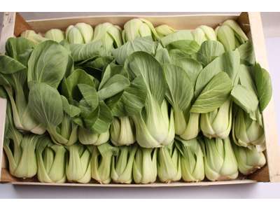 Salat Pak Choy ks a 6 ps a 2 stk 