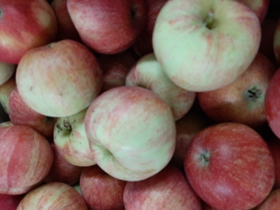 Æbler Rød Gala Kasse ca. 84-90 stk Danske ca 11 kg.