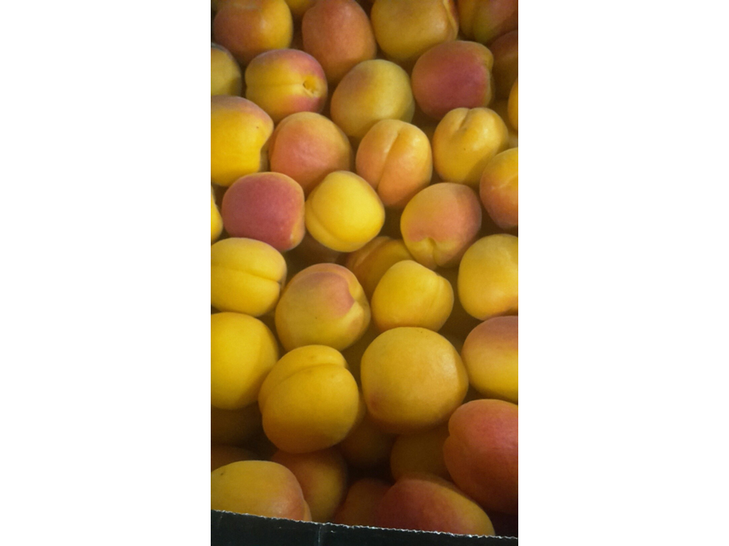 Abrikoser friske kasse 5 kg. Spanske ca. 85 stk.