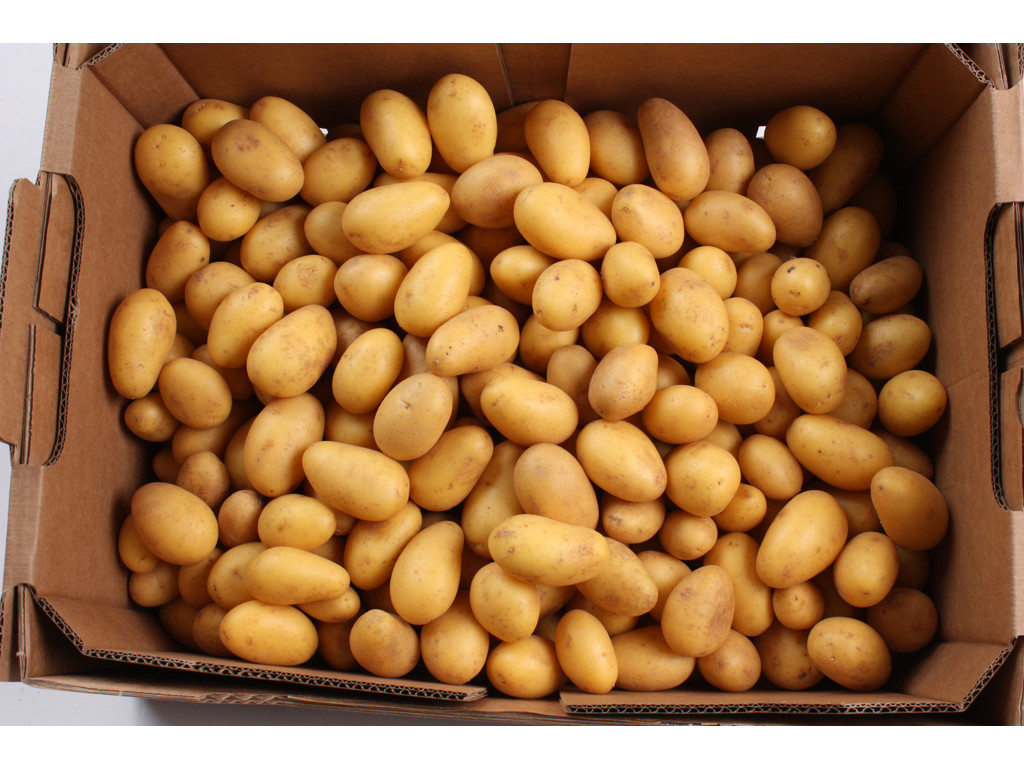 Kartofler Petit egyptiske kg.