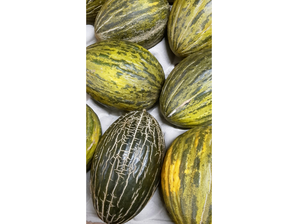 Melon Piel De Sapo/ Futura ks 10-12 stk. 10 kg.
