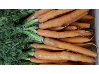 Gulerødder med top ks. 12 bdt.