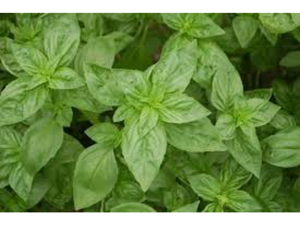 Basilikum i potte - basilicum i pt.