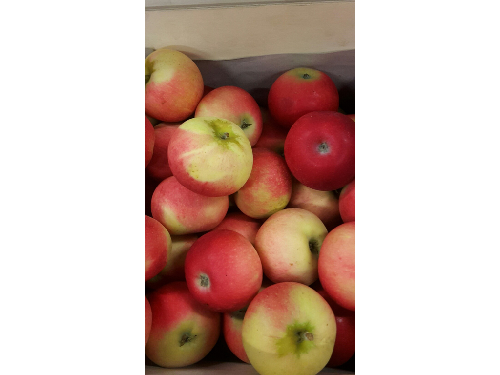 Æbler Discovery 60/65 mm. Danske 12 kg. ca. 95 stk.