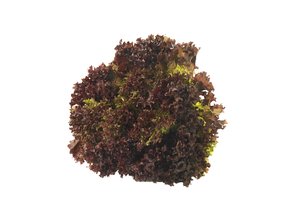 Salat lollo Rossa Danske