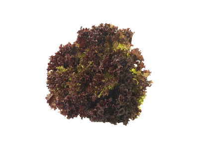 Salat lollo Rossa Danske