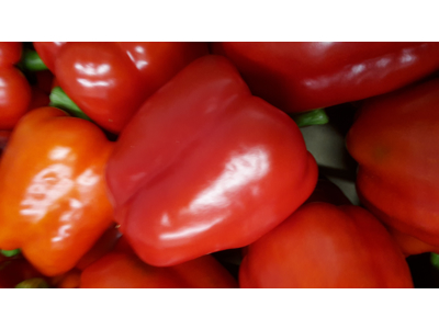 Peber rød kasse 5 kg