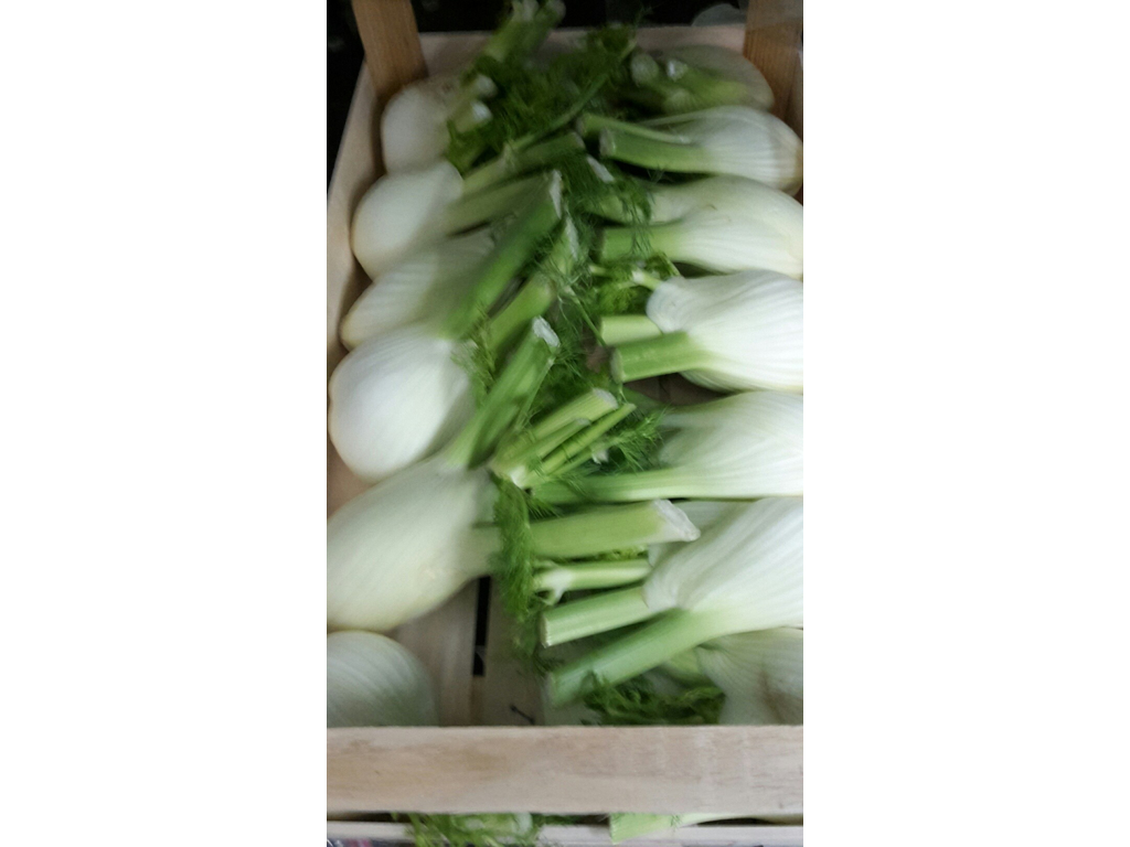 Fennikel kasse 10-11 stk 