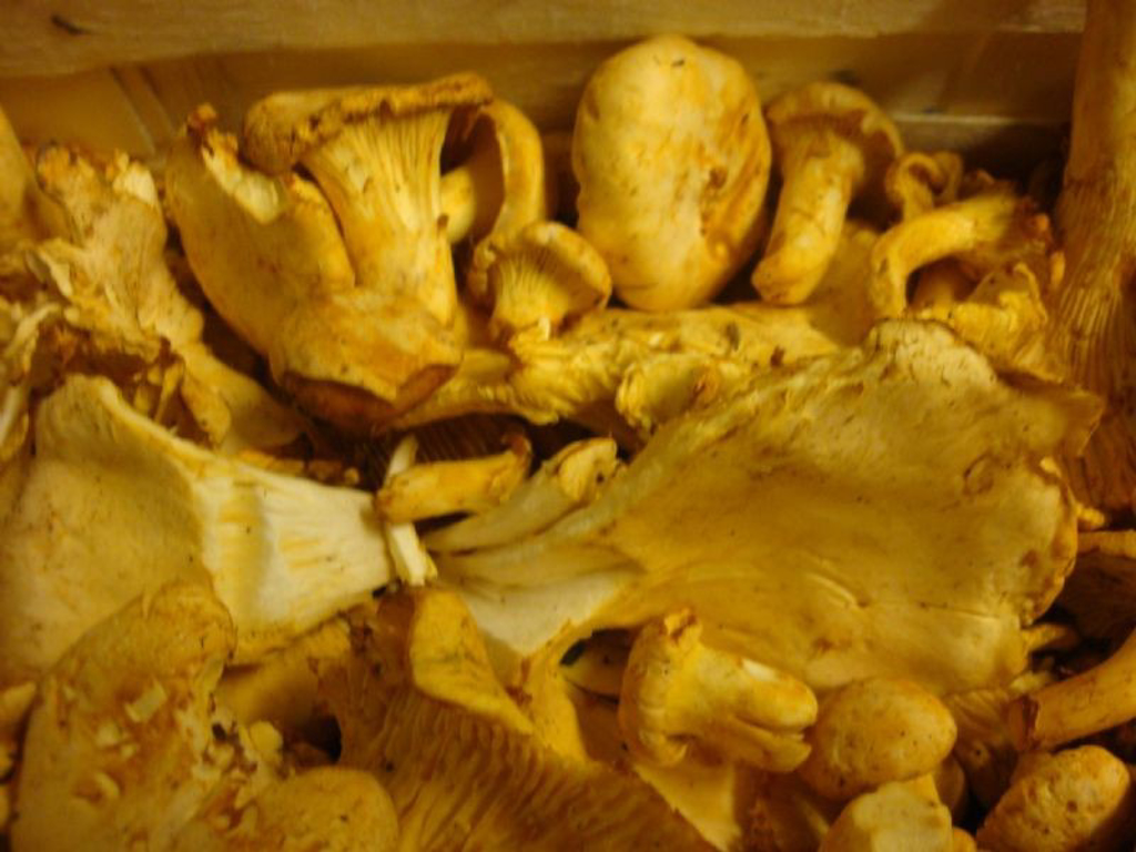 Kantareller friske 1 kg. Svenske