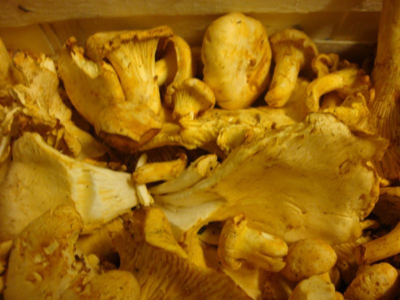 Kantareller friske 1 kg. Svenske