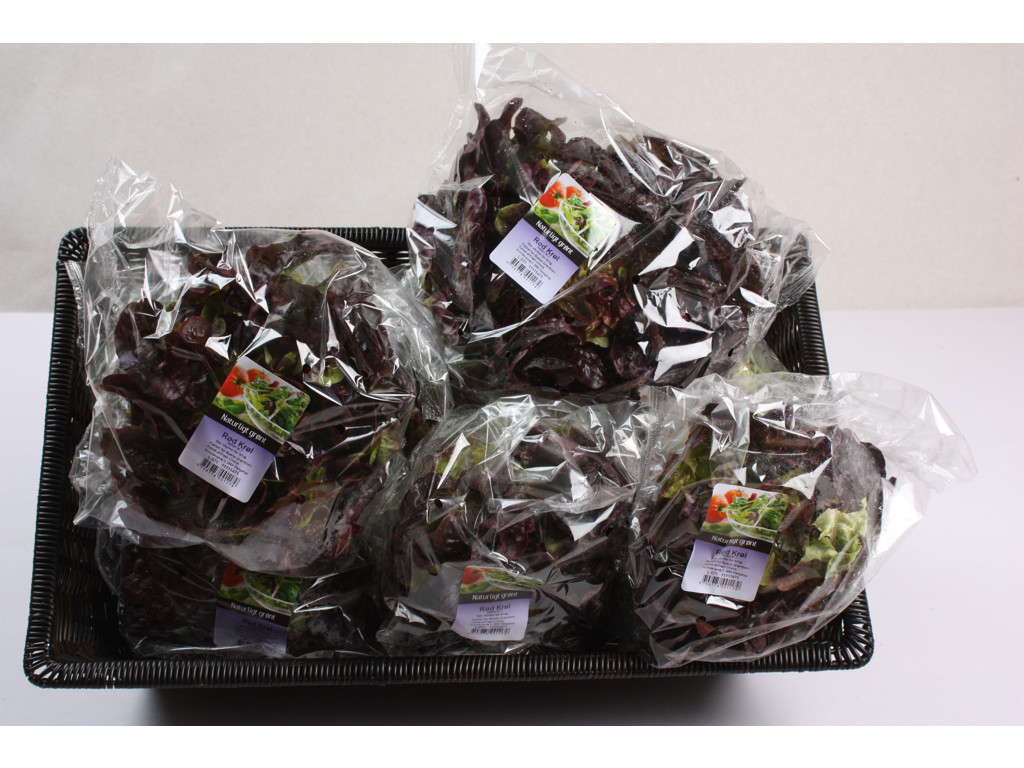 Salat Egeblad rød ks.