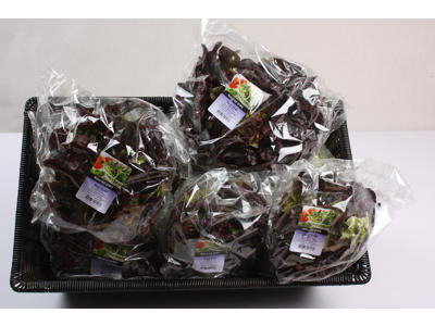 Salat Egeblad rød ks.