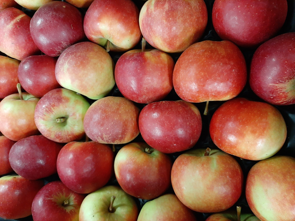Æbler Elstar danske 10 kg.kasse ca. 75 stk. Lokal avler