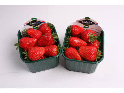 Jordbær udl. 500 gr