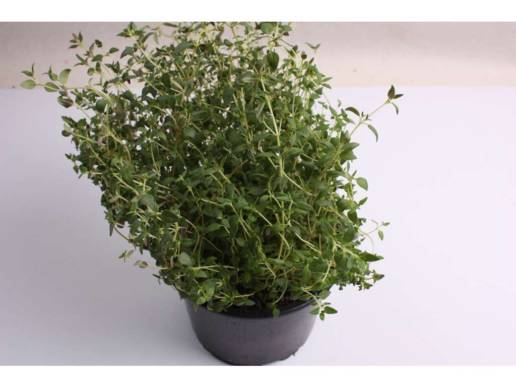 Timian potter kasse a 6 stk