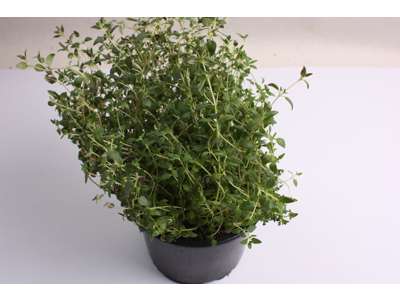 Timian potter kasse a 6 stk