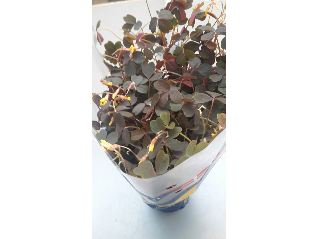 Surkløver rød (skovsyre rød)