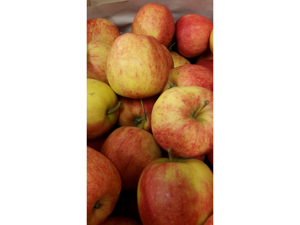Æbler Jonagored 13 kg. kasse 65+ ca. 85 stk.