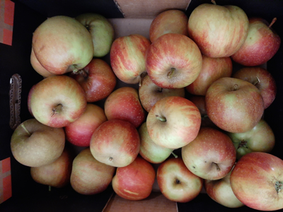 Æbler Belle de Boskop kg 
