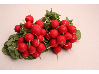 Radiser med top holland