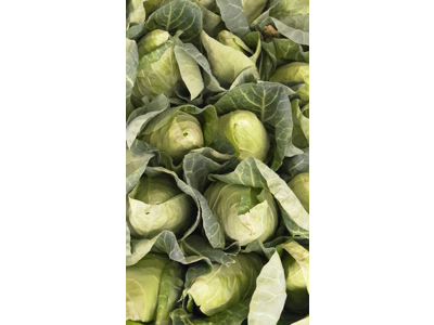 Spidskål kasse 8 stk.  ca. 5 kg. 
