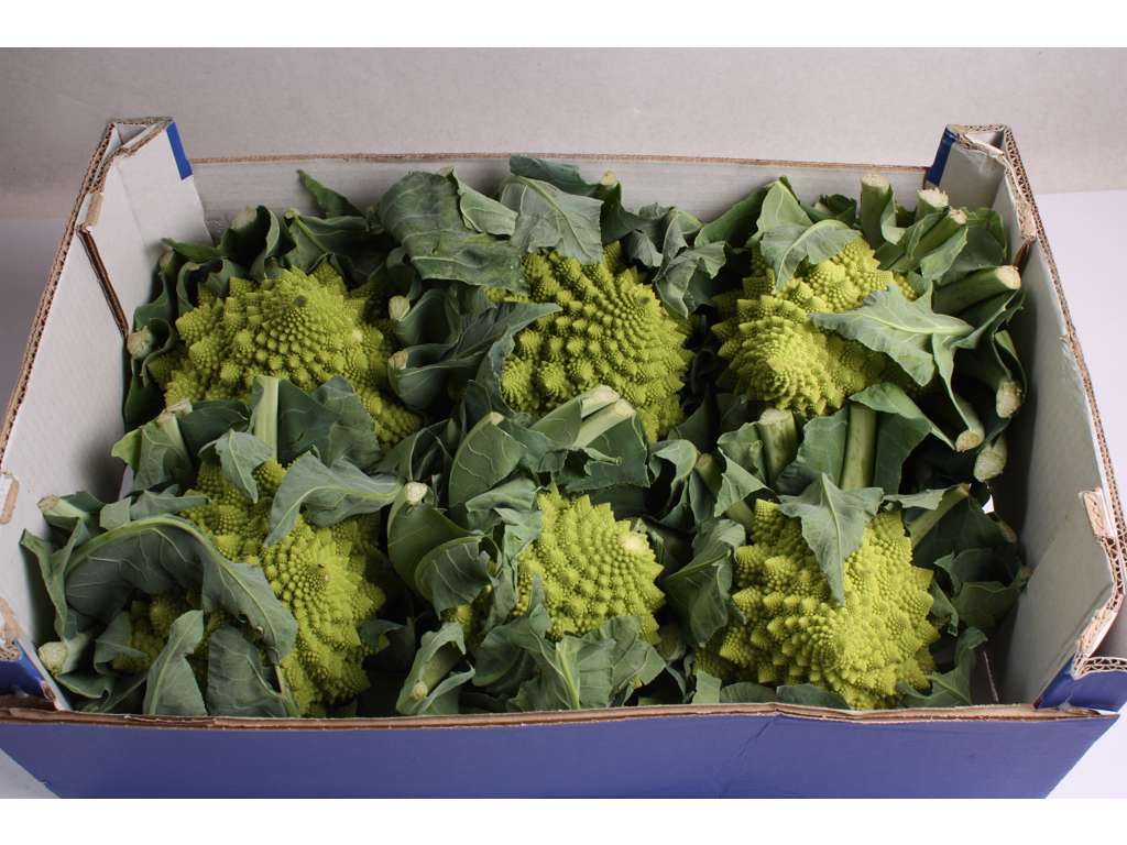 Romanesco kål 6 stk. ks. 6 kg. 
