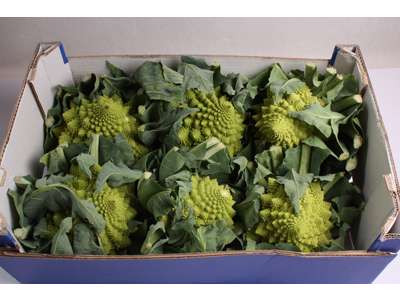 Romanesco kål 6 stk. ks. 6 kg. 