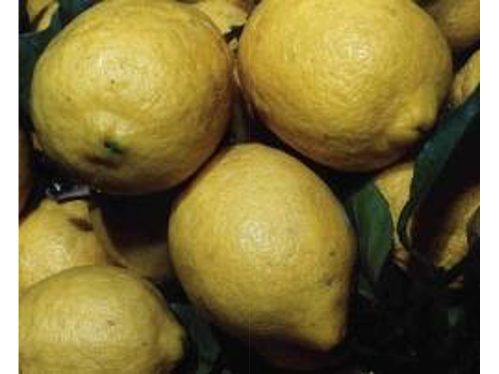 Citroner 5 kg ca. 35 stk