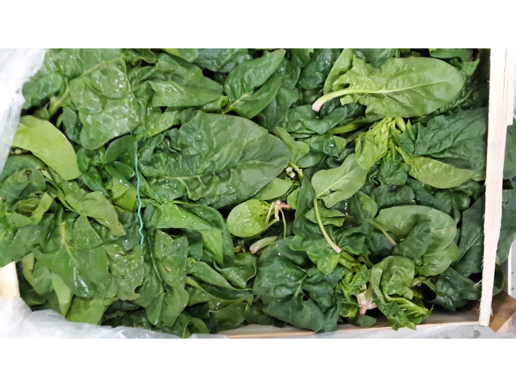 Spinat stor bladet 4 kg.