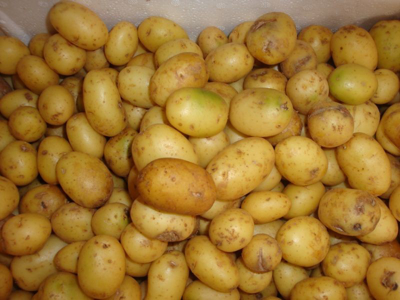 Kartofler petit nye danske 20-32 mm 7 kg.