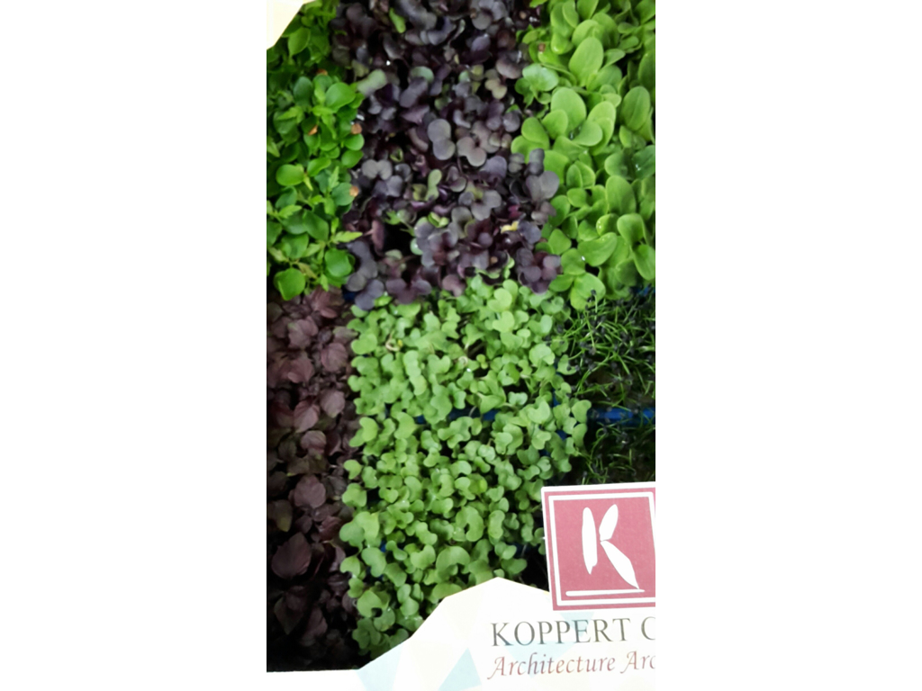 Karse sakura mix kasse