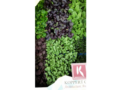 Karse sakura mix kasse