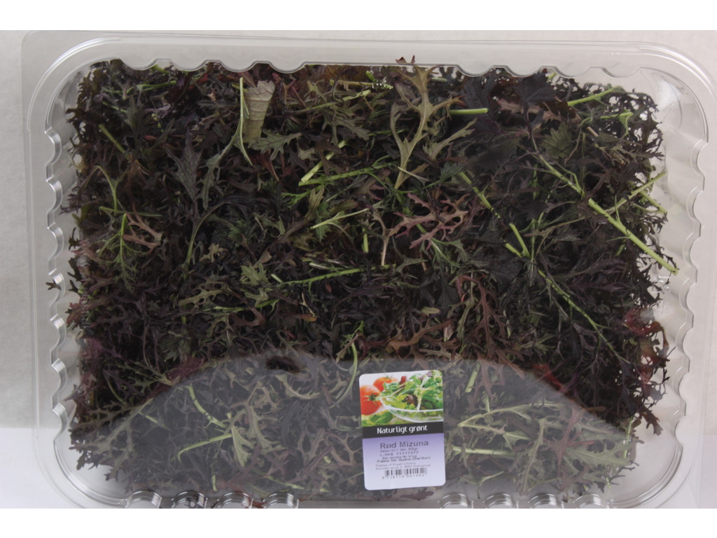 Salat Mizuna rød 1 kg kasse