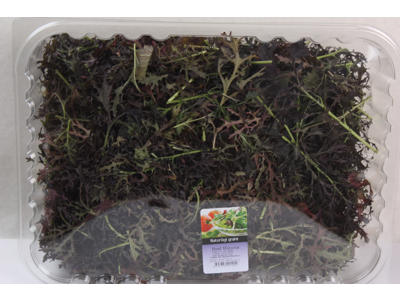 Salat Mizuna rød 1 kg kasse