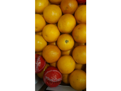 Appelsin blod kasse ca. 15 kg. Italien ca. 48 stk.