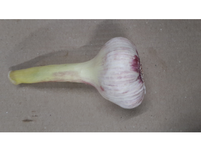 Hvidløg friske med top