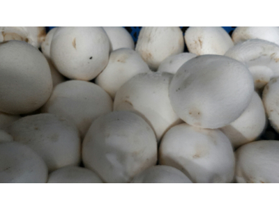 Champignon kæmpe 1000g.