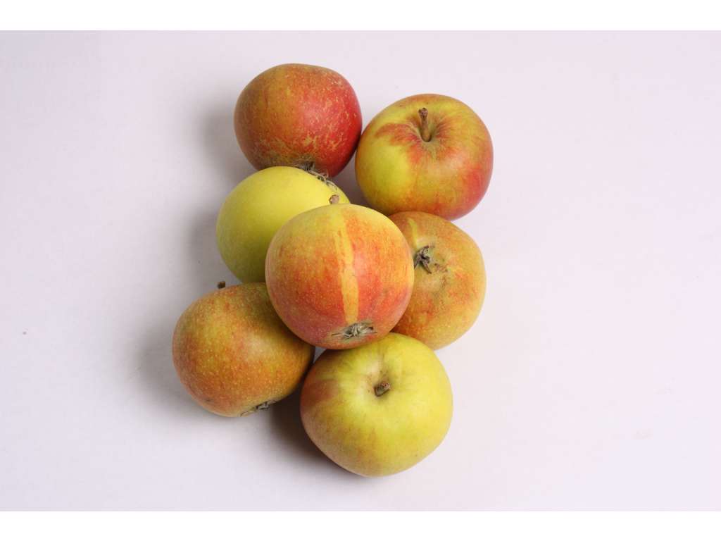 Æbler cox orange stk Danske