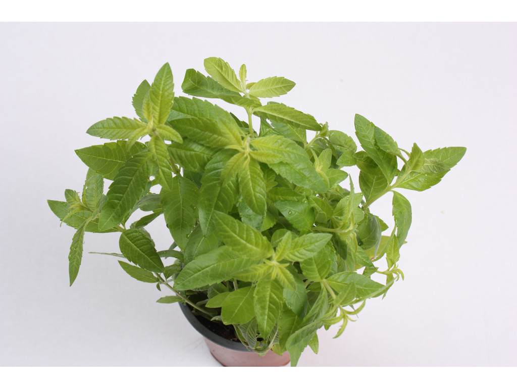 Citron verbena i pt.