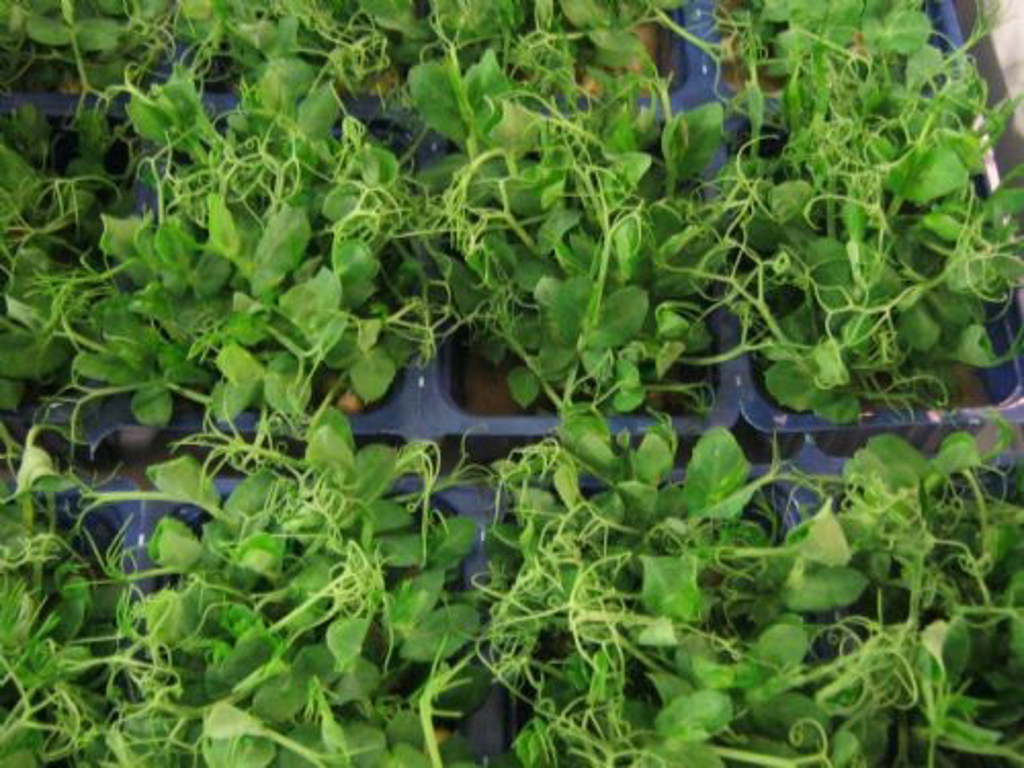 Karse Afrilla ks a 16 bakker