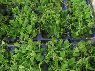 Karse Afrilla ks a 16 bakker