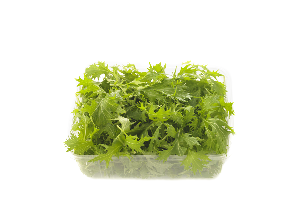 Salat mizuna grøn  - Pr. bakke
